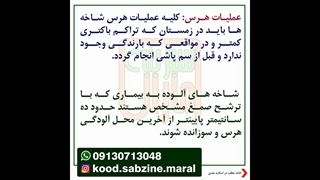 مدیریت شانکر باکتریایی درختان_مشاوره واتساپ 09130713048_سبزینه مارال یزد