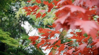 دانلود پلاگین Real Trees v1.1 برای بلندر