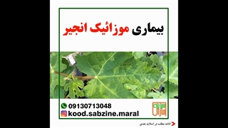بیماری موزائیک انجیر_مشاوره ی واتساپ09130713048-سبزینه مارال یزد