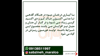 آبیاری در زمان گلدهی_مشاوره واتساپ09138511997_سبزینه مارال یزد