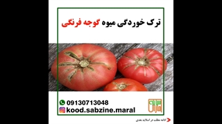 ترک خوردگی میوه گوجه فرنگی_مشاوره واتساپ 09130713048_سبزینه مارال یزد