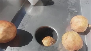 آبگیری انار با پوست خشک